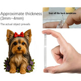 Yorkshire teriér Sweet Wonderland | Adventní kalendář 2025